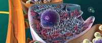 Антитела к париетальным клеткам желудка