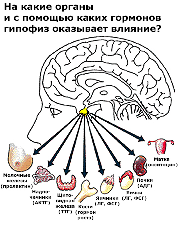 Аденома гипофиза - симптомы, причины, виды и лечение у взрослых в Москве в «СМ-Клиника»